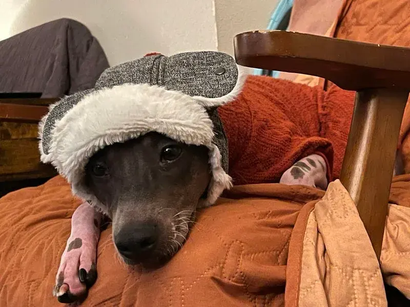 Ollie in his adorable hat